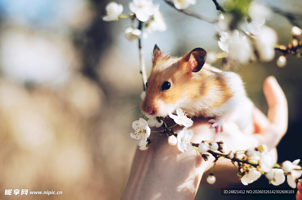 手托仓鼠赏烂漫花枝