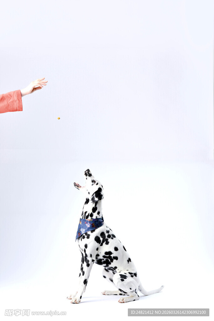 斑点狗专注接飞盘瞬间