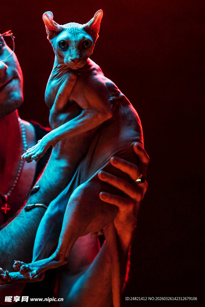 男子怀抱优雅无毛猫