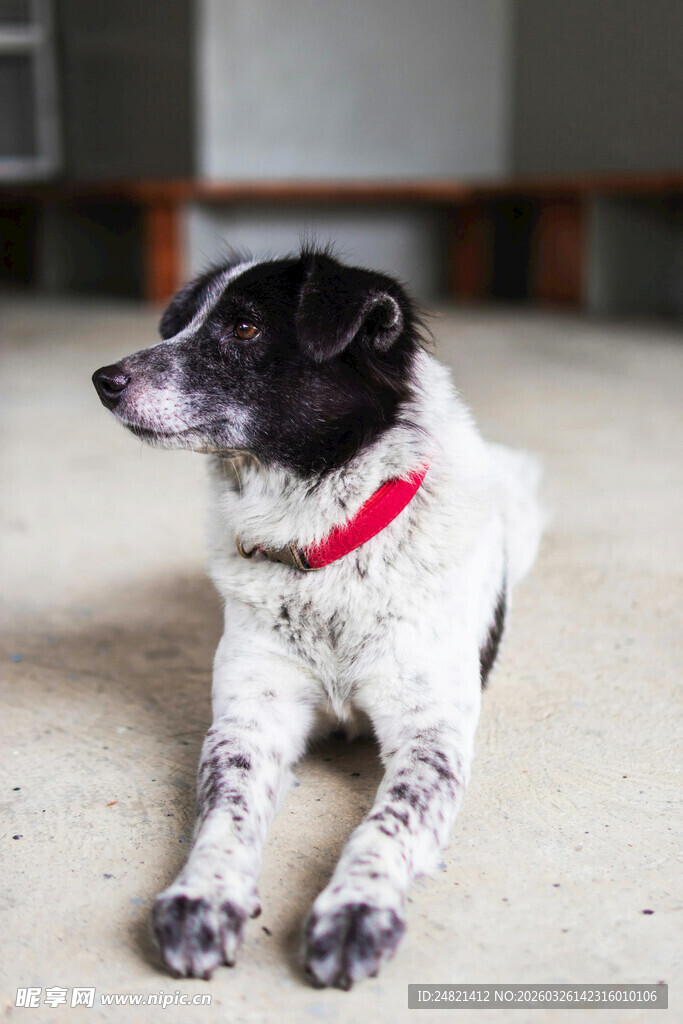 黑白小狗趴地戴红项圈
