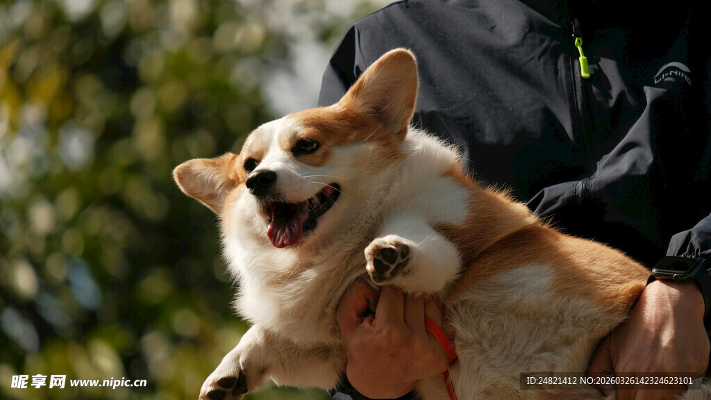开心柯基被人高高举起