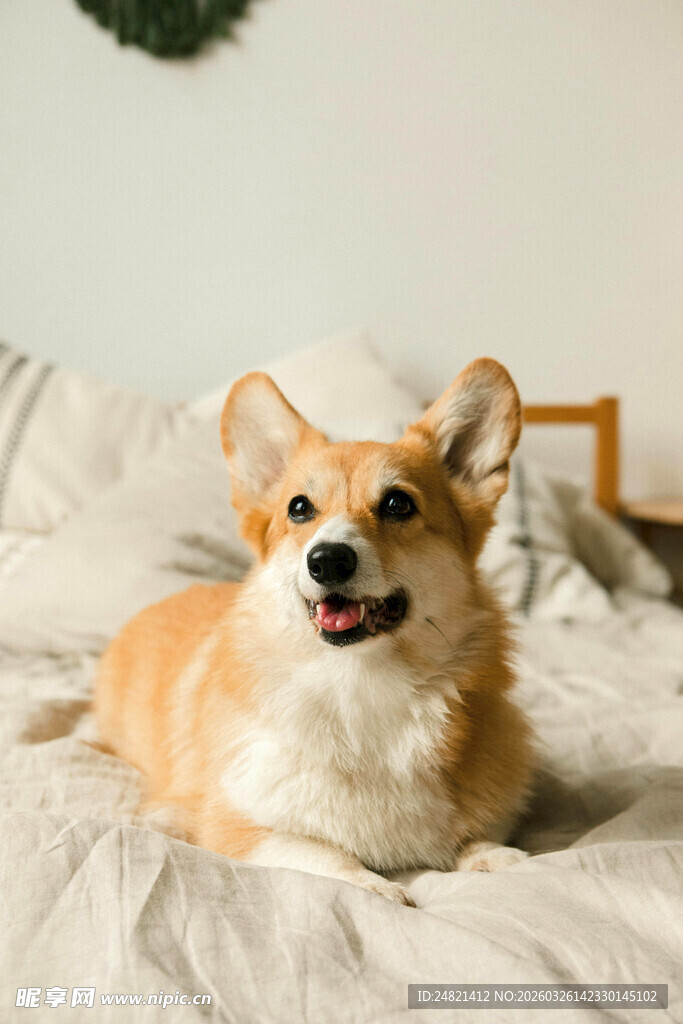 可爱柯基惬意躺床上