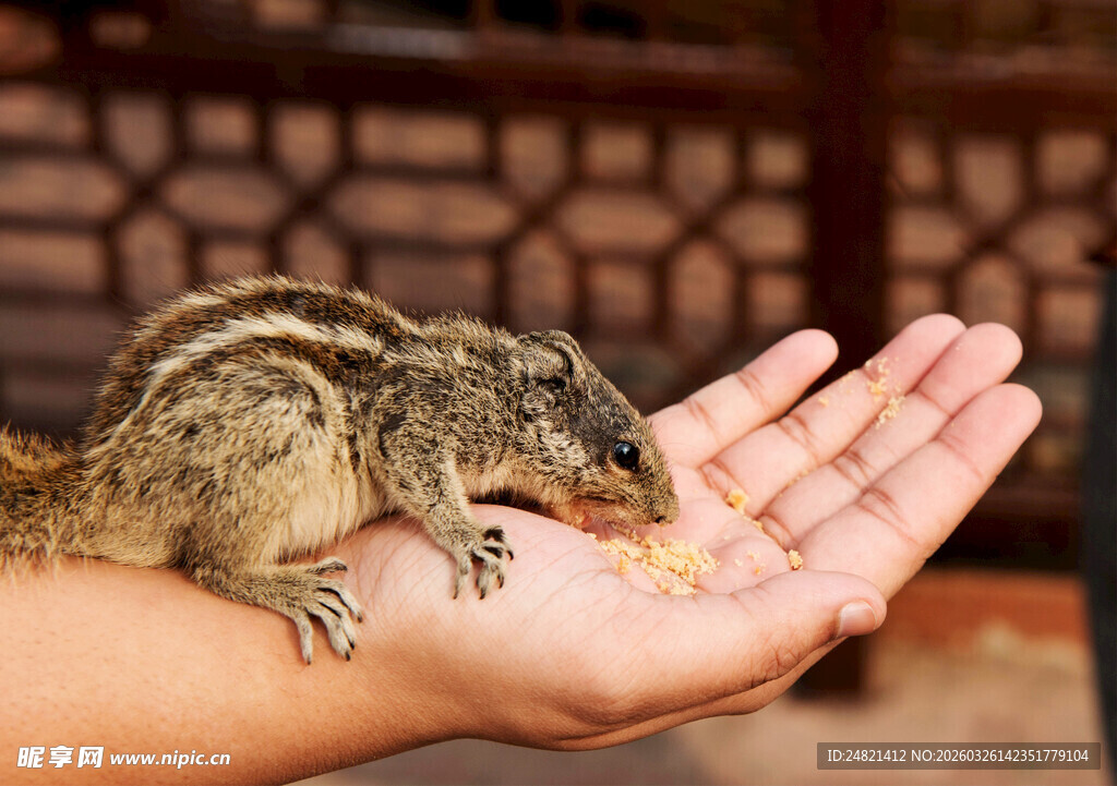 掌心松鼠进食温馨瞬间