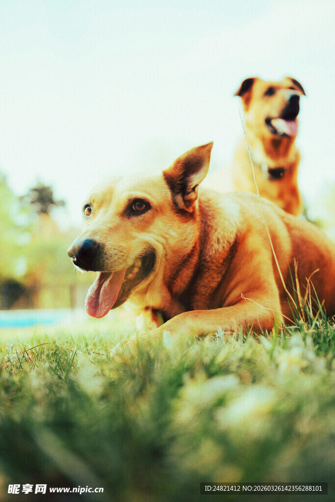 草地上的两只可爱狗狗