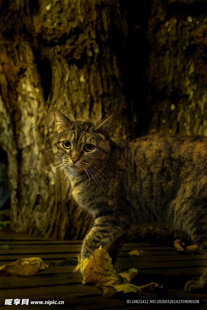 暗夜中的神秘猫咪