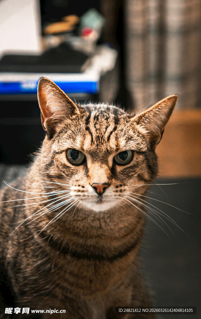 可爱斑纹猫专注凝视