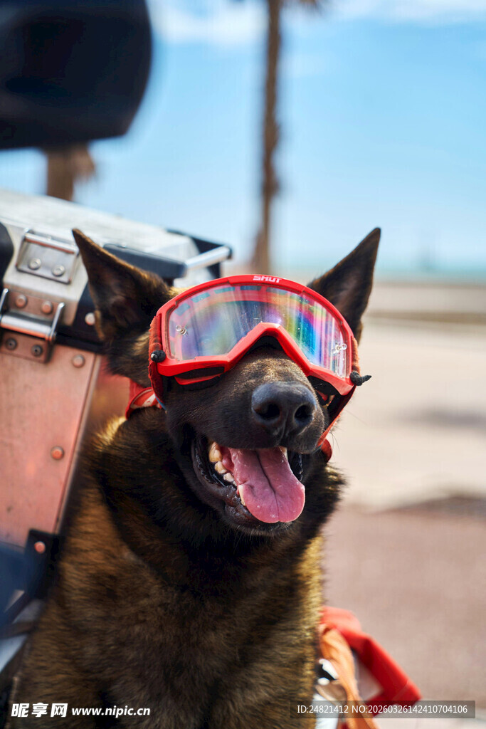 戴护目镜的帅气工作犬