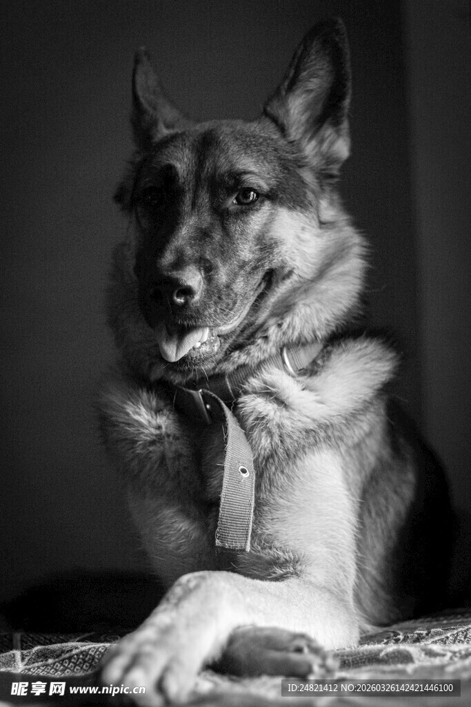 帅气德国牧羊犬优雅姿态