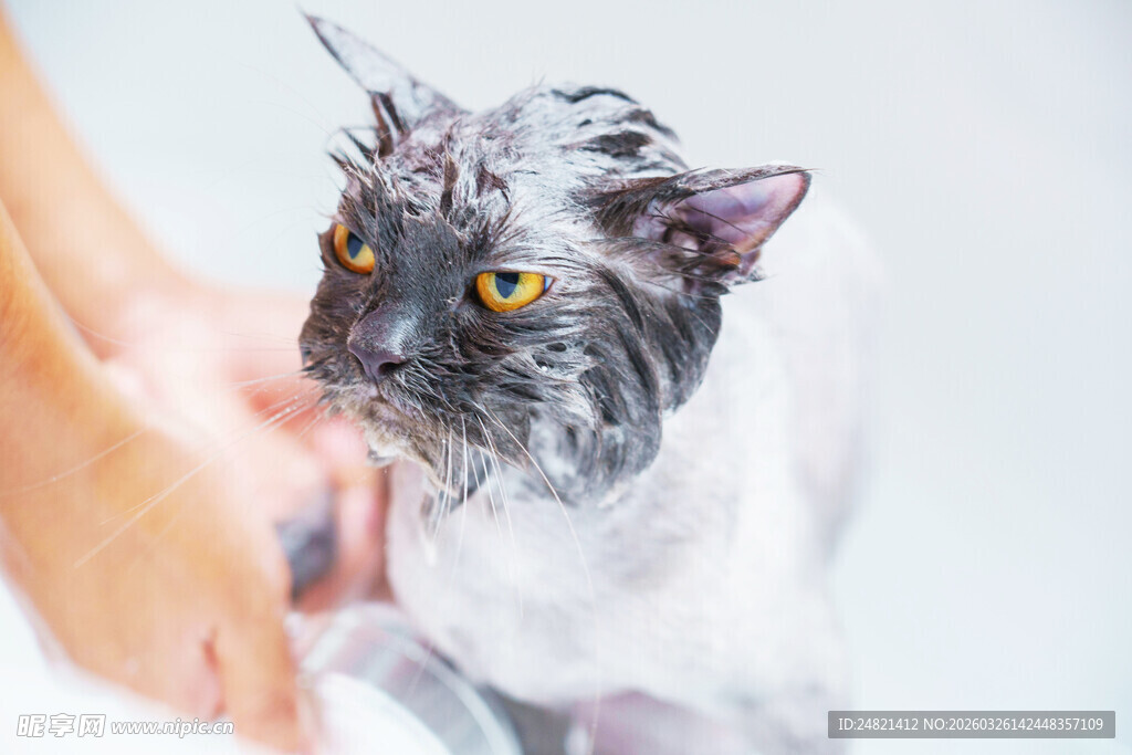 猫咪洗澡瞬间