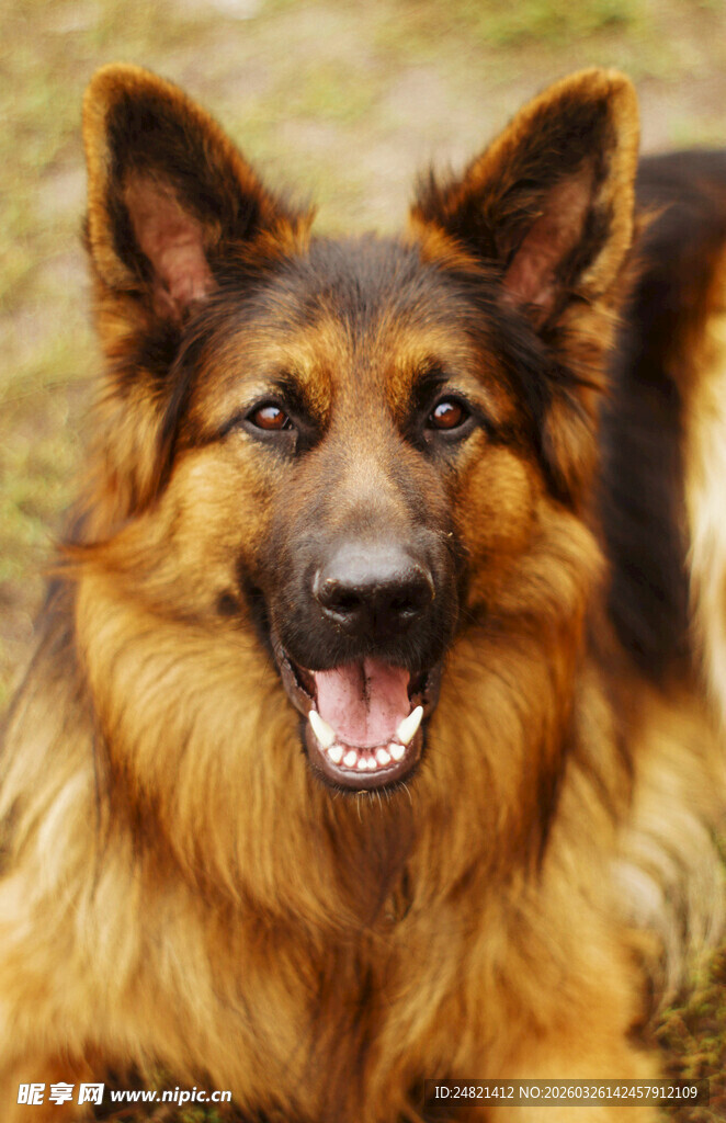 可爱长毛德国牧羊犬