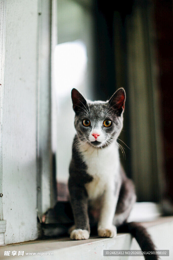 窗边可爱小猫