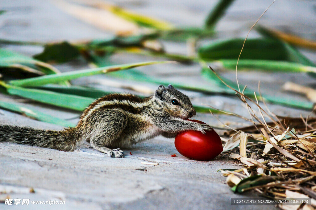 松鼠嗅闻鲜艳红果