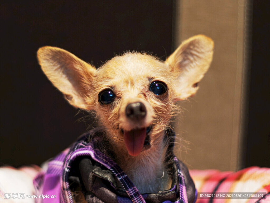 可爱穿花衣小狗卖萌