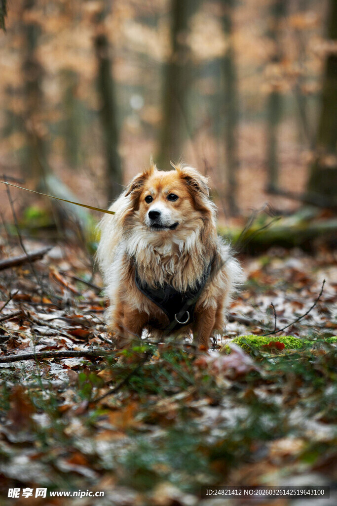 林间小狗漫步赏秋景