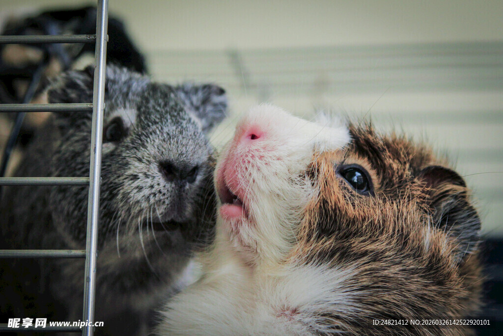 豚鼠亲昵互动瞬间