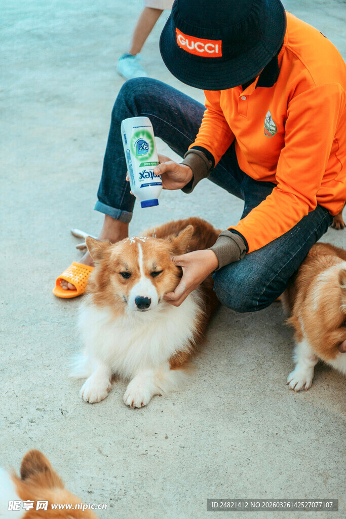 男子沙滩上与柯基互动