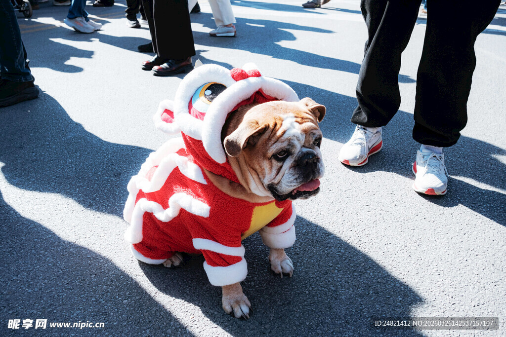 穿红衣的可爱斗牛犬
