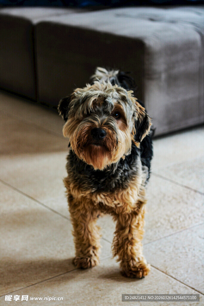 可爱小狗站在室内地板上