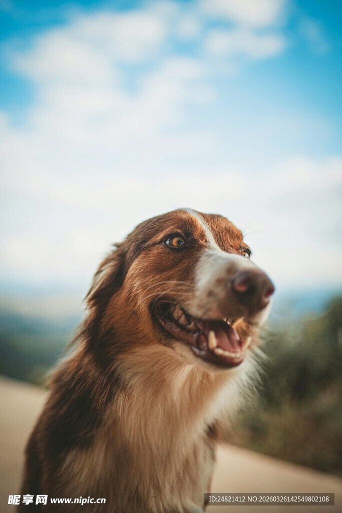 户外微笑的可爱牧羊犬