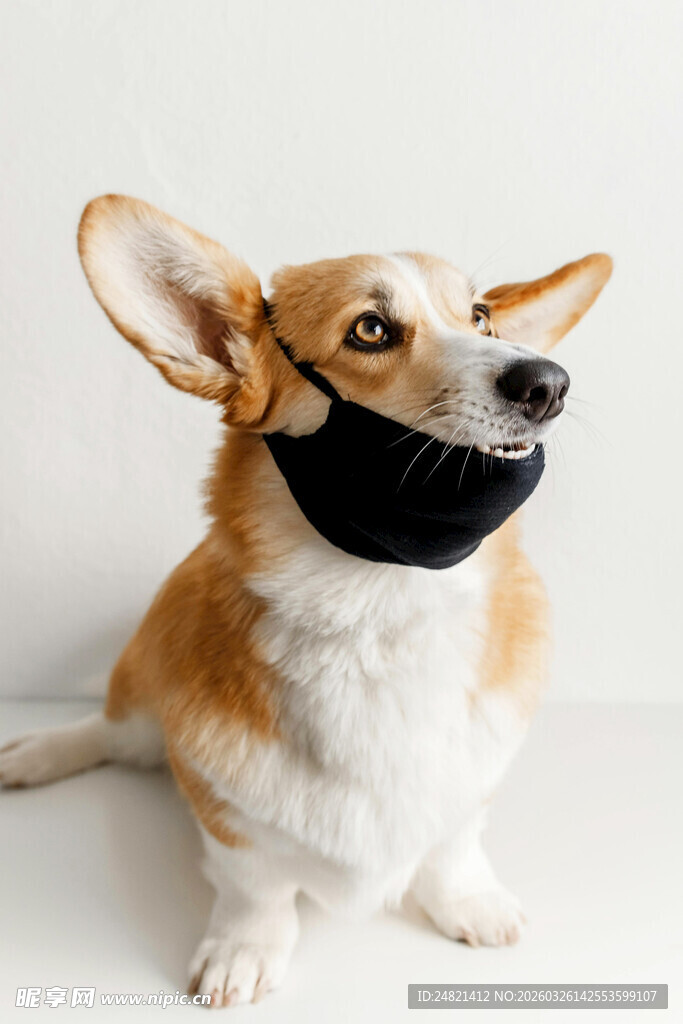戴口罩的可爱柯基犬