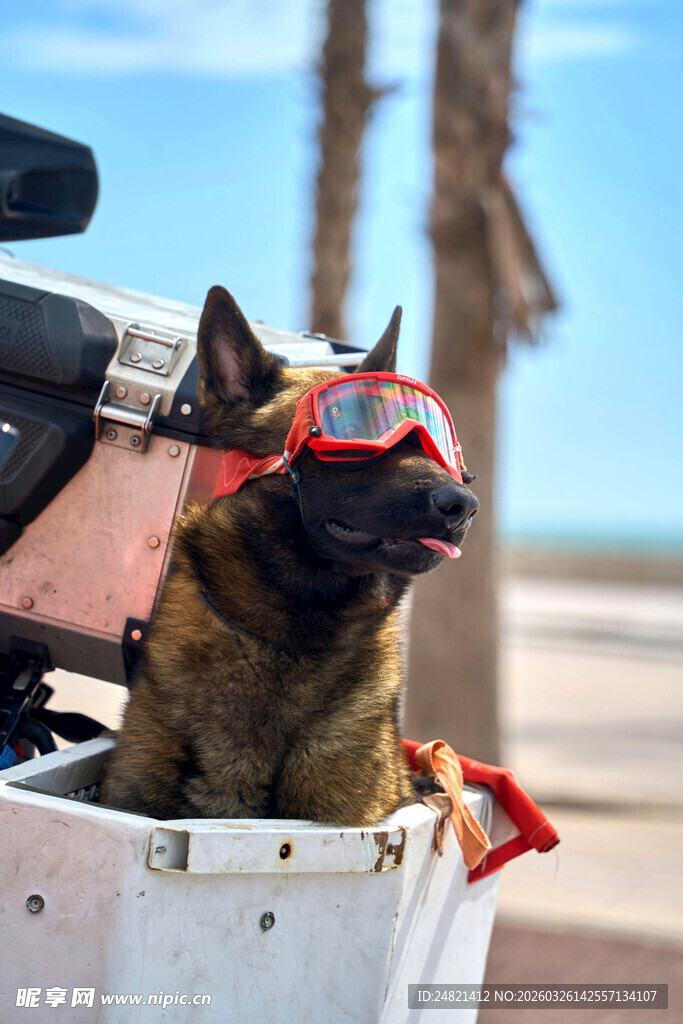 戴护目镜的帅气狗狗