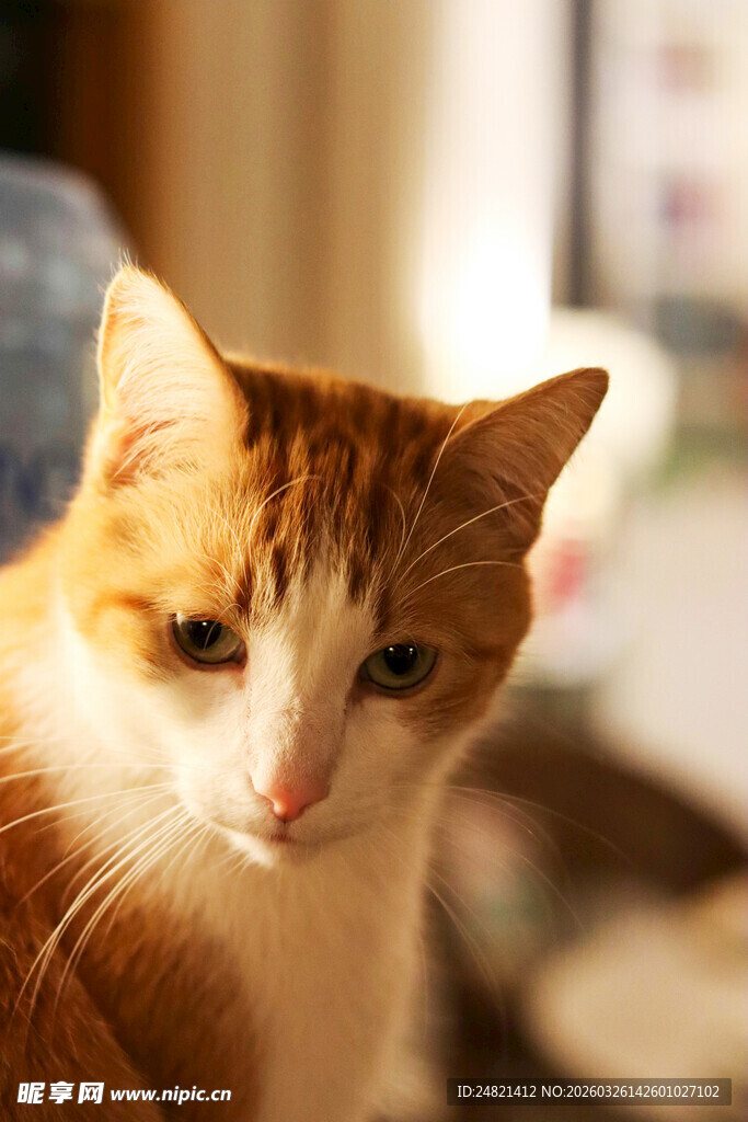 可爱橘白猫咪室内特写