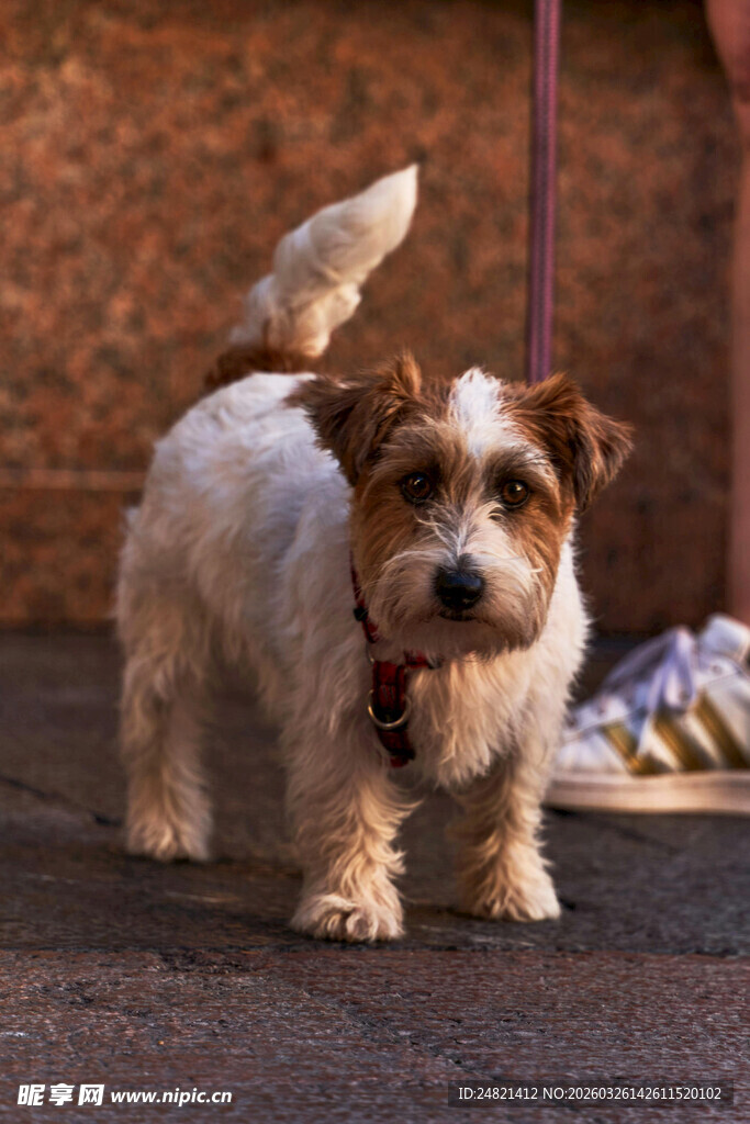 可爱杰克罗素梗犬站立