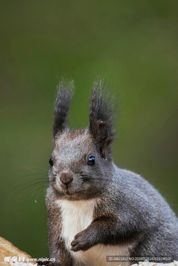 可爱灰松鼠憨态可掬