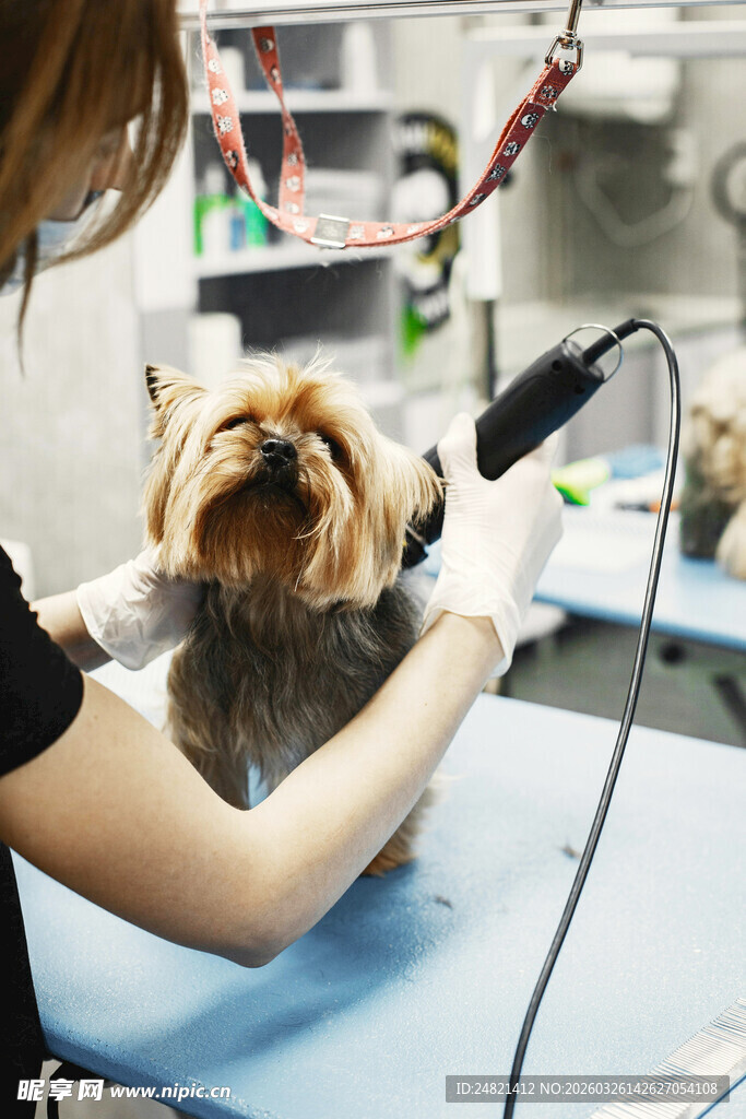 宠物美容师为小狗吹毛