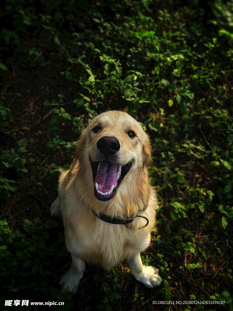 草地上的开心金毛犬