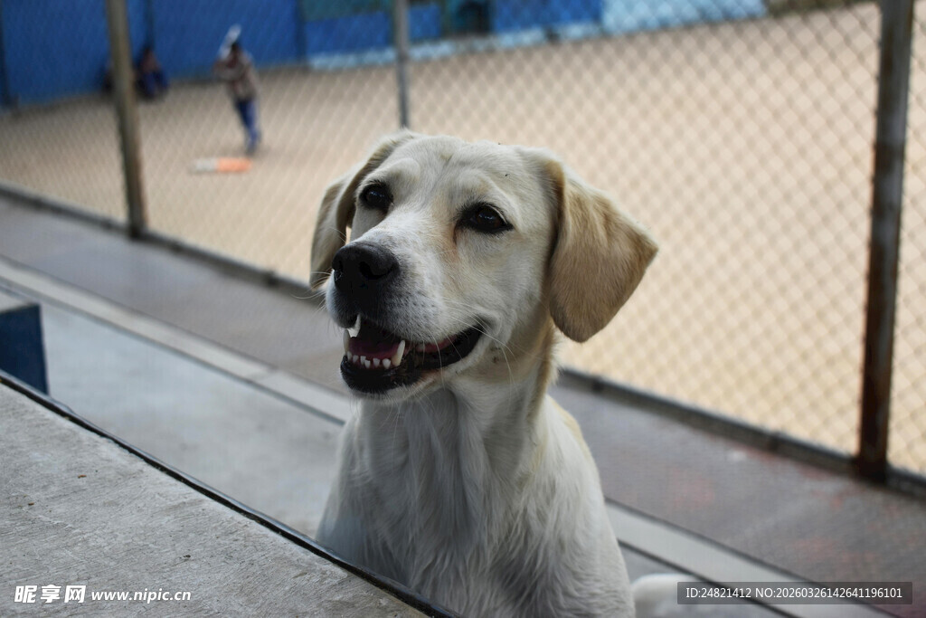 窗边可爱拉布拉多犬