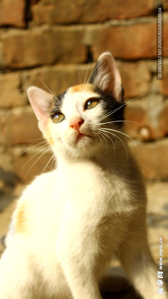 白猫咪歪头看向一侧