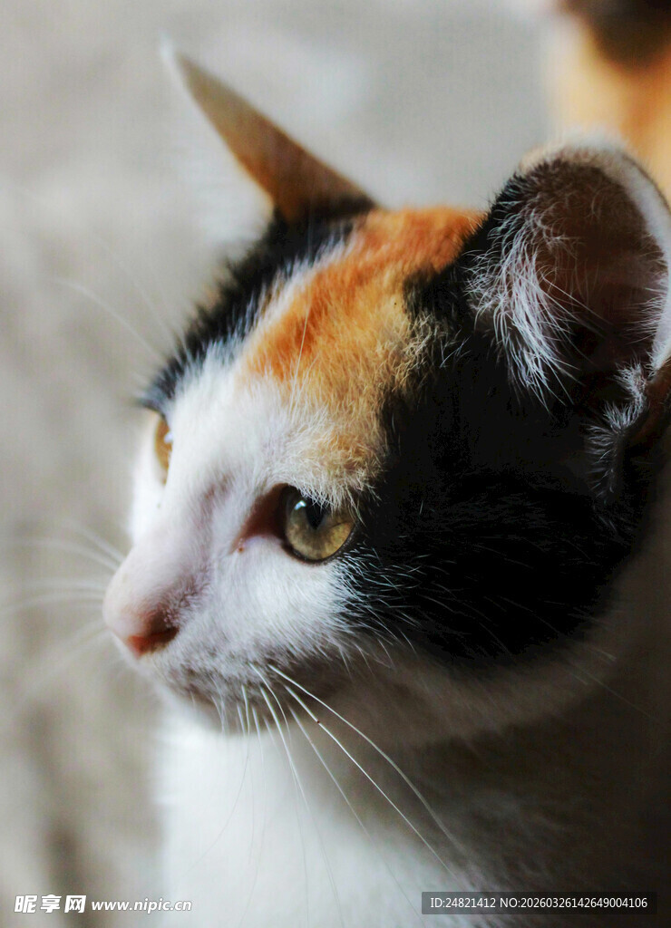 三色猫咪侧颜特写