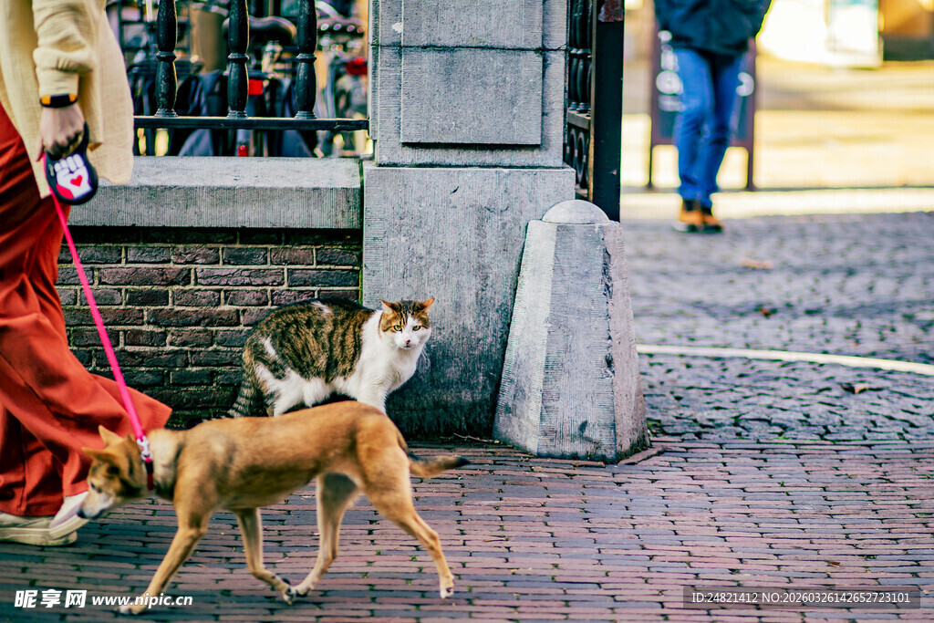 街头两犬互动场景