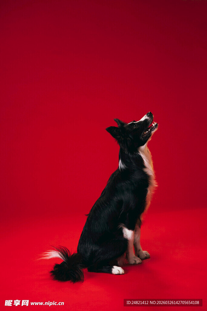 黑白色小狗抬头望红背景