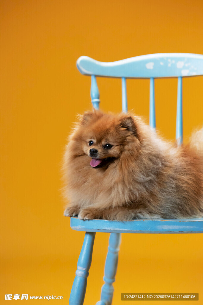 蓝椅上的博美犬