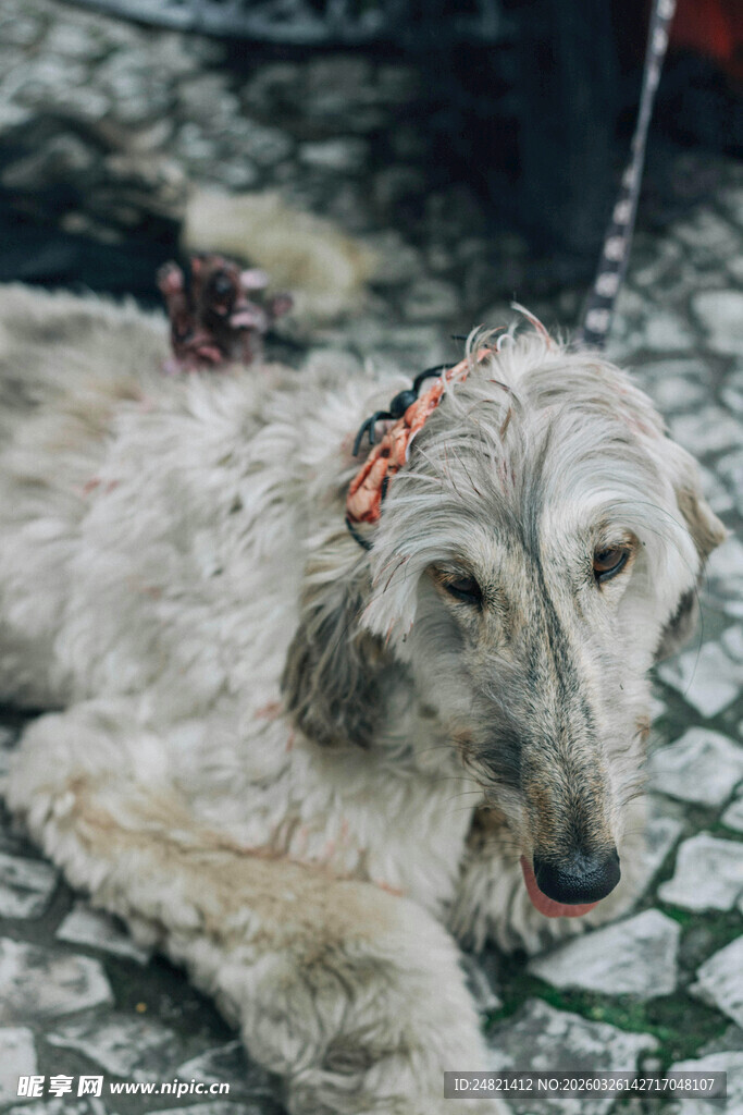 趴着的长毛猎犬