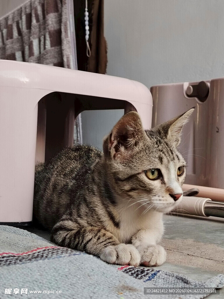 猫咪惬意趴卧在小窝旁