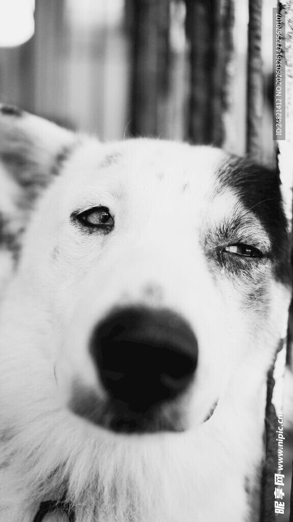 可爱狗狗近景特写