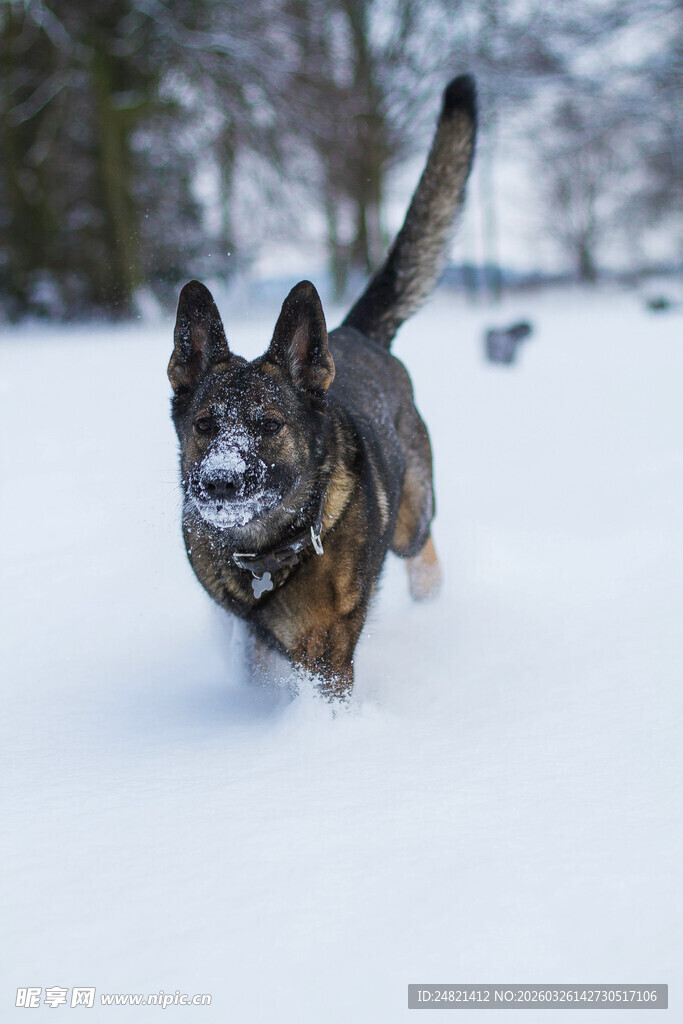 雪地中奔跑的德国牧羊犬