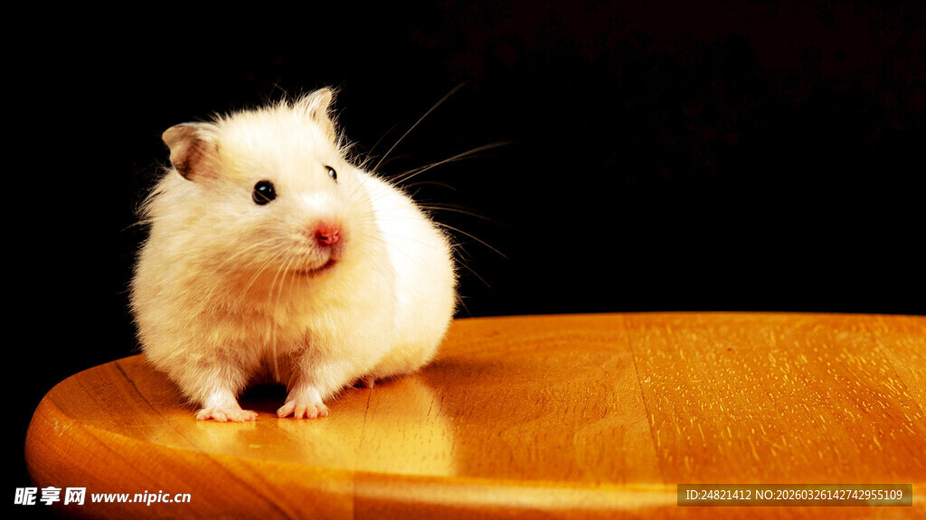 可爱仓鼠坐于木盘上