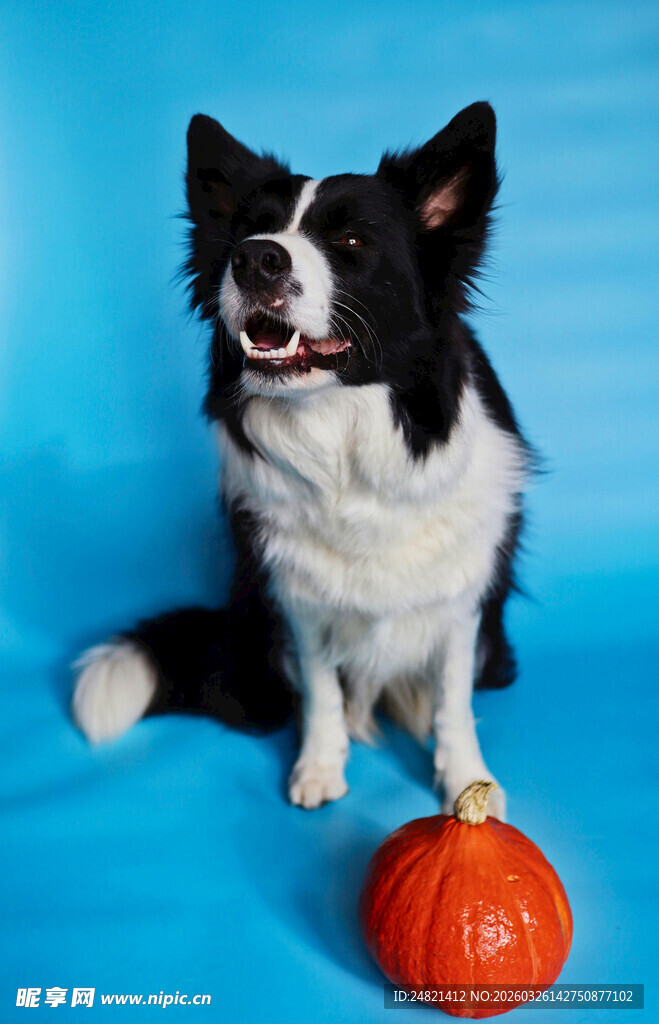 边牧与橙色球的可爱瞬间