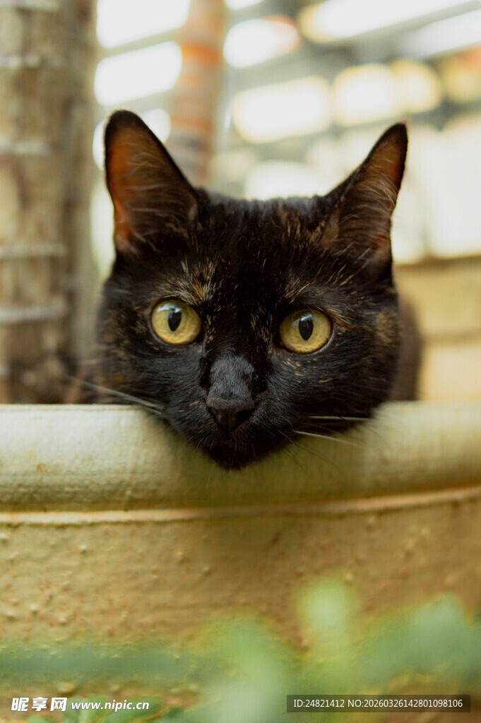 黑猫探头好奇望