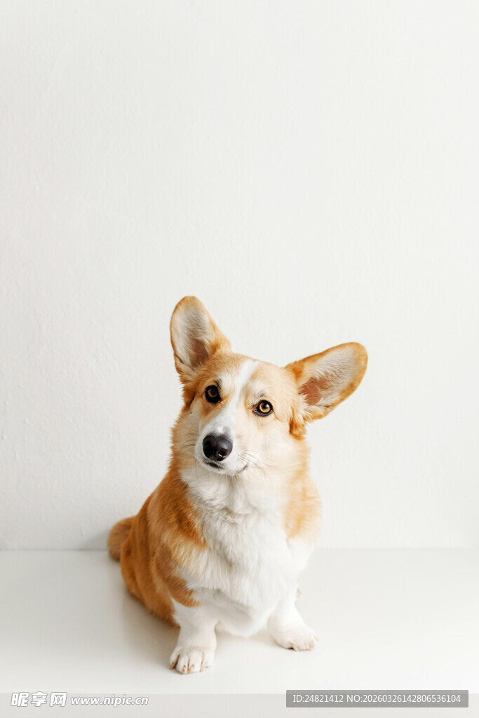 可爱柯基犬乖巧端坐