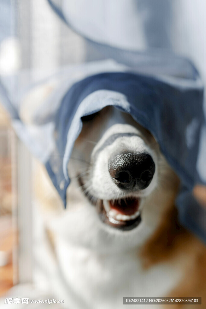 狗狗躲在布下咧嘴笑