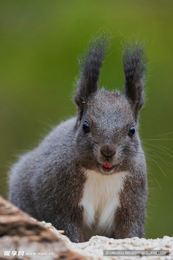 灰松鼠可爱模样