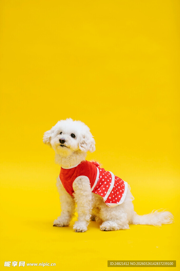 穿红衣的可爱小白狗