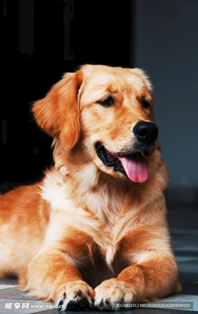 趴着的可爱金毛犬