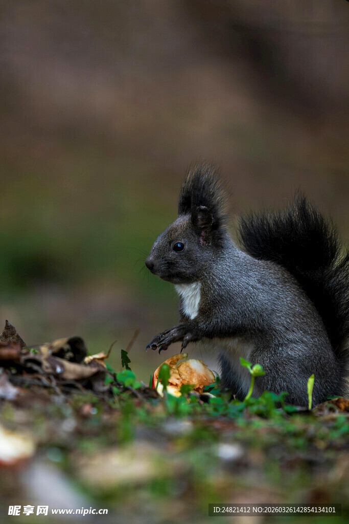 松鼠草地进食瞬间
