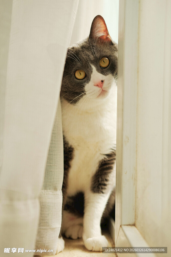 窗边探头的可爱猫咪